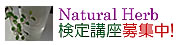 アロマテラピー教室「Natural Herb ナチュラルハーブ」アロマテラピー検定対策の専門サイト。アロマテラピー検定講座の募集については、こちらをクリック!